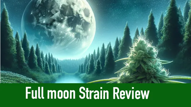 1436 honeymoon strain consumption
