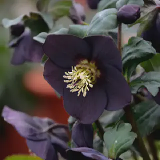 /img/1508-helleborus-honeymoon-mix-blooming.webp