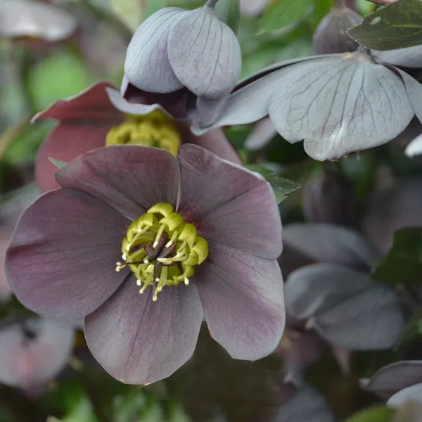 1508 helleborus honeymoon mix fertilizing