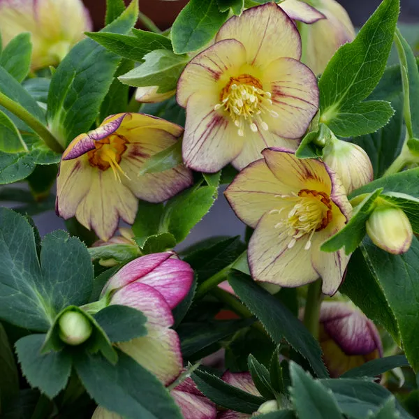 1508 helleborus honeymoon mix pest control