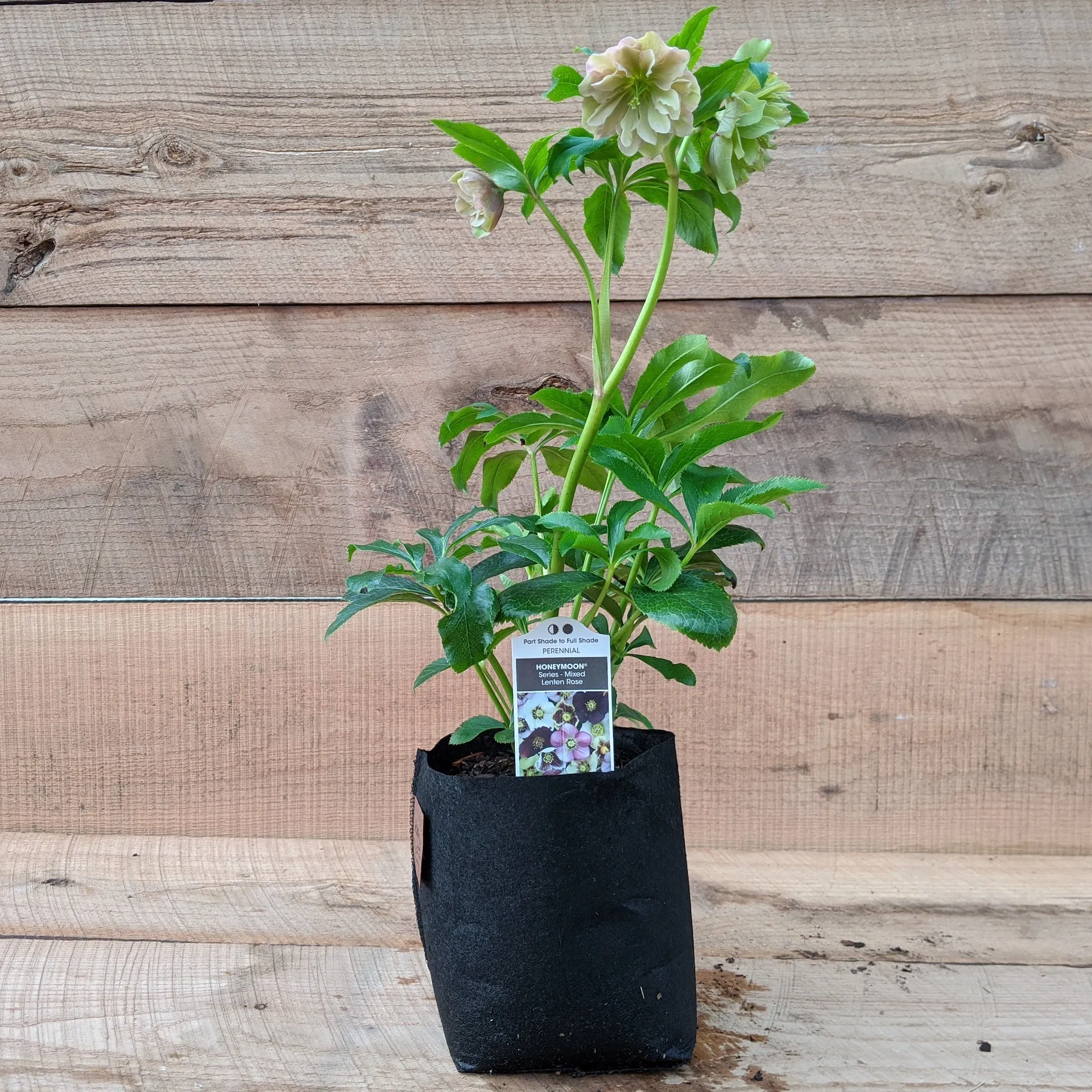 1508 helleborus honeymoon mix soil