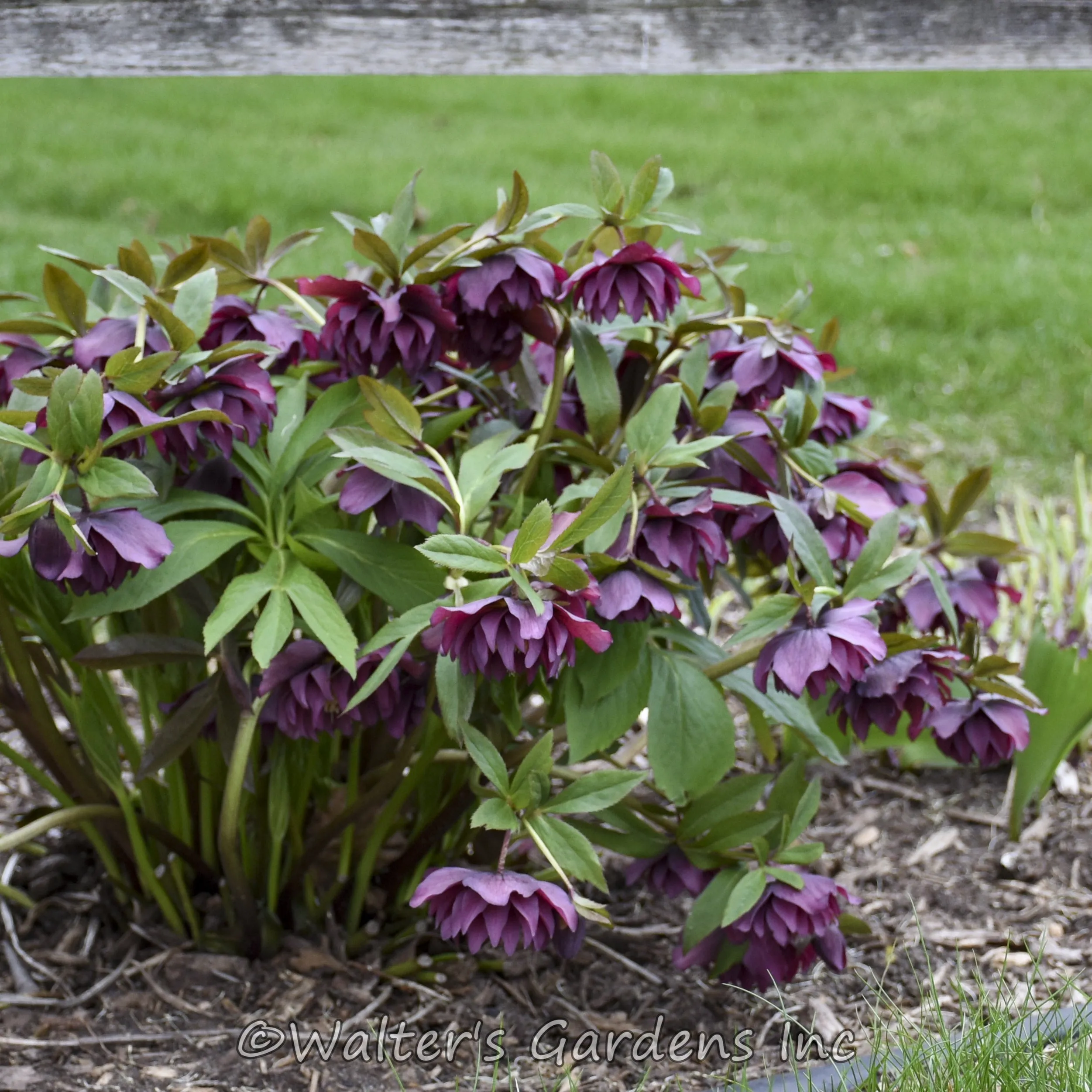 1508 helleborus honeymoon mix sunlight