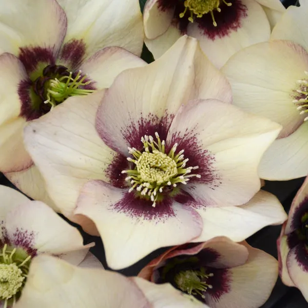 1508 helleborus honeymoon mix watering
