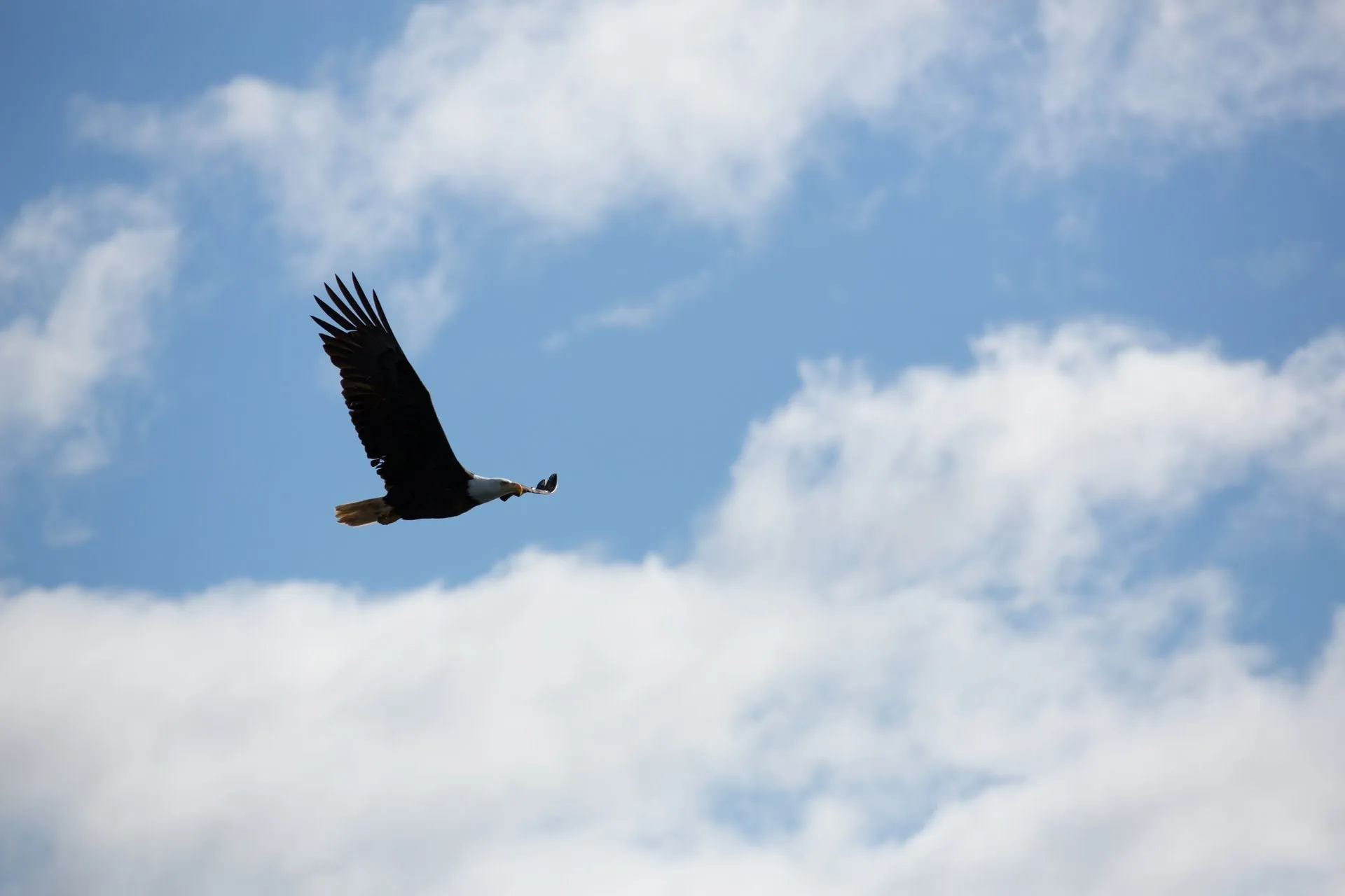 1547 alaska honeymoon cruise wildlife viewing