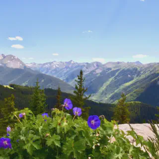 /img/1701-aspen-honeymoon-picnic.webp