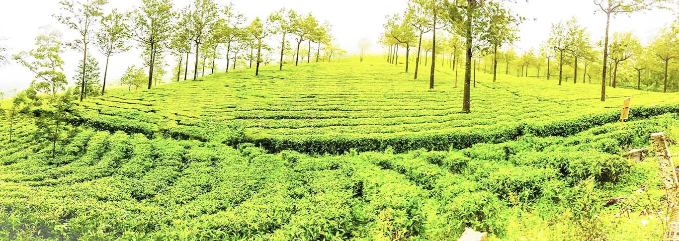 /img/1796-ooty-honeymoon-activities.webp
