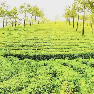 /img/1796-ooty-honeymoon-activities.webp